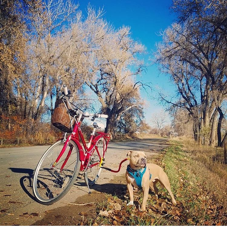 Bike Tow Leash