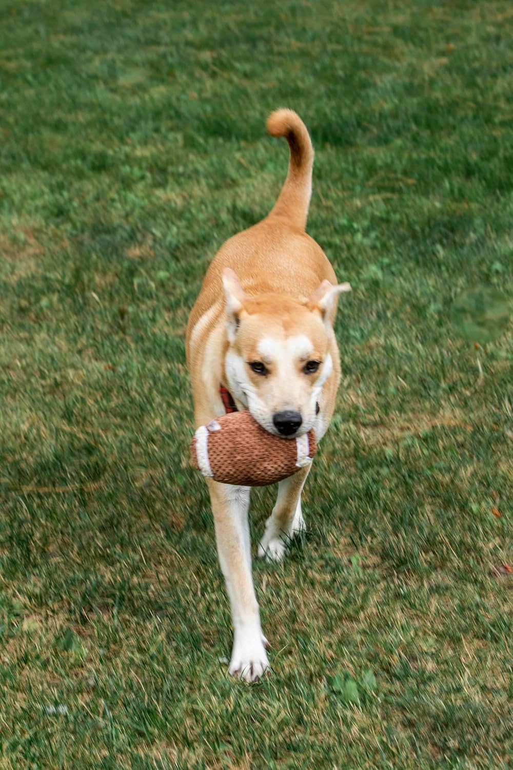 Squeaky Football Dog Toy