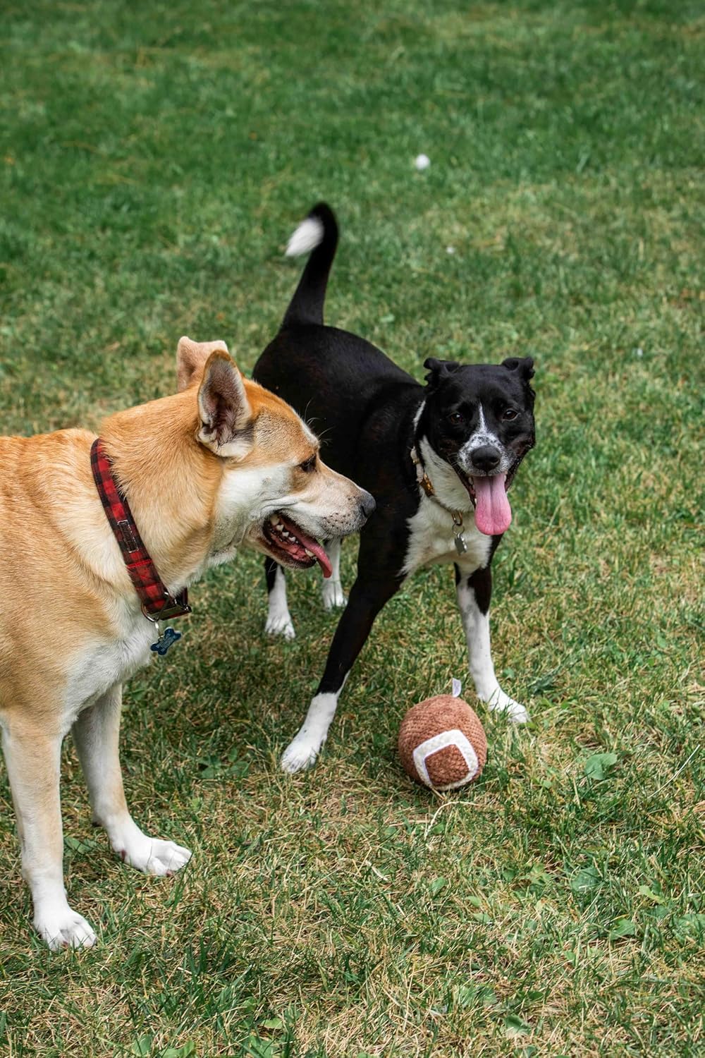 Squeaky Football Dog Toy