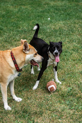 Squeaky Football Dog Toy