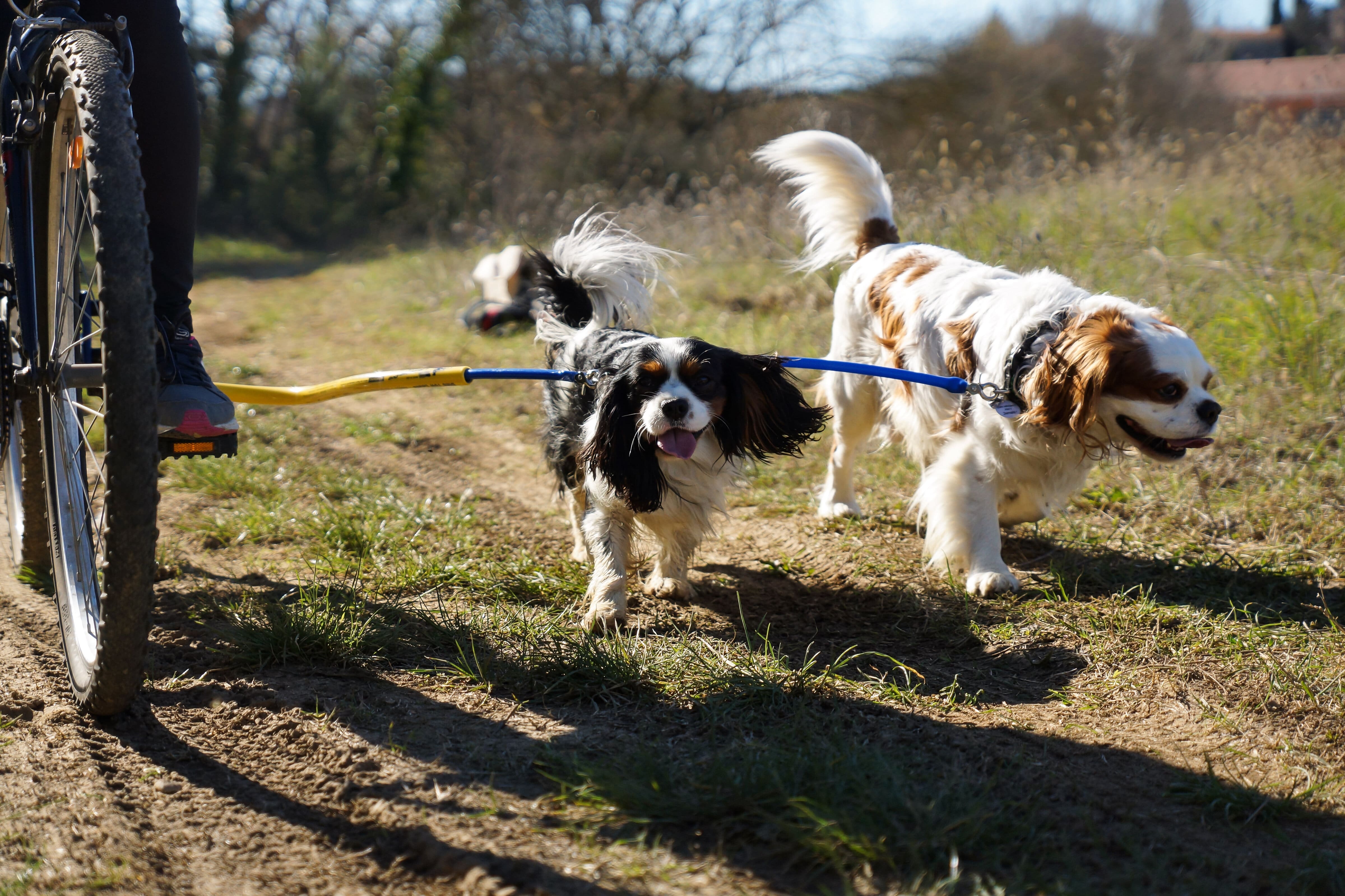 Bike Tow Leash Double Dog Package