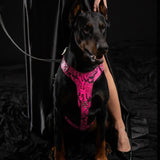 The ''Rock Python'' harness PINK