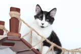 Double Cat Hammock and Climbing Bridge Combo by Catastrophic Creations