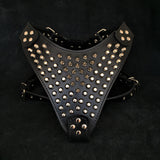 The "Gladiator" harness