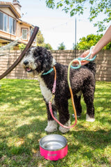 Rainbow Tie Dye Leash