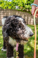 Rainbow Tie Dye Leash