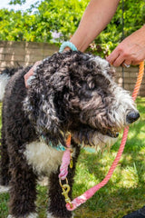 Rainbow Tie Dye Leash