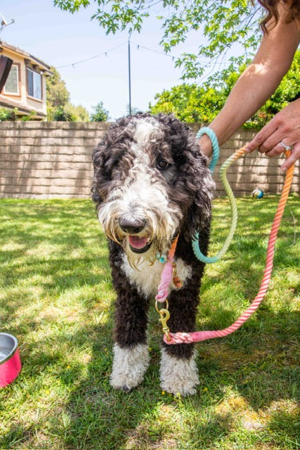 Rainbow Tie Dye Leash