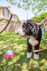 Rainbow Tie Dye Leash