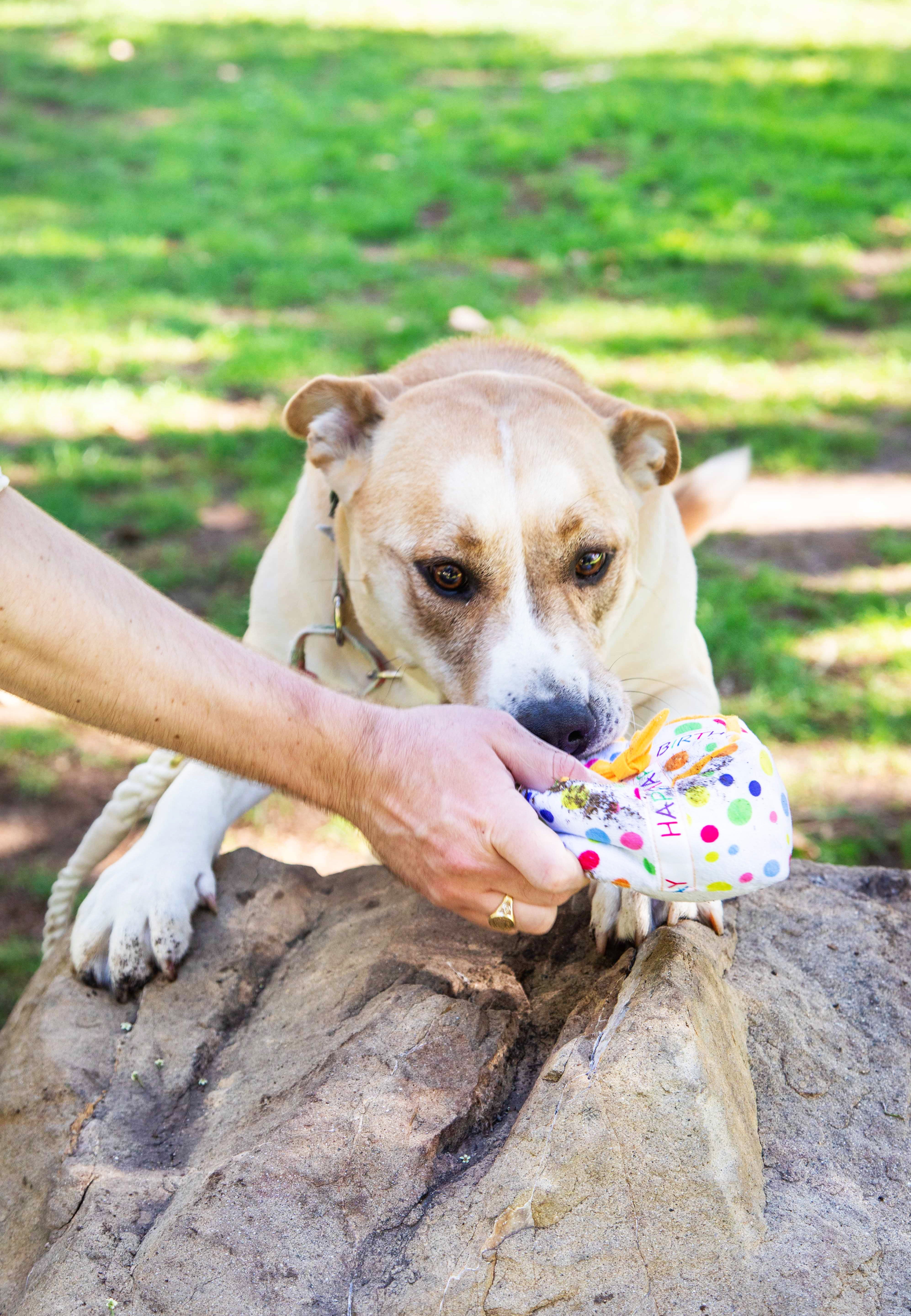 Squeaky Birthday Present Plush Dog Toy