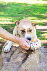 Squeaky Birthday Present Plush Dog Toy