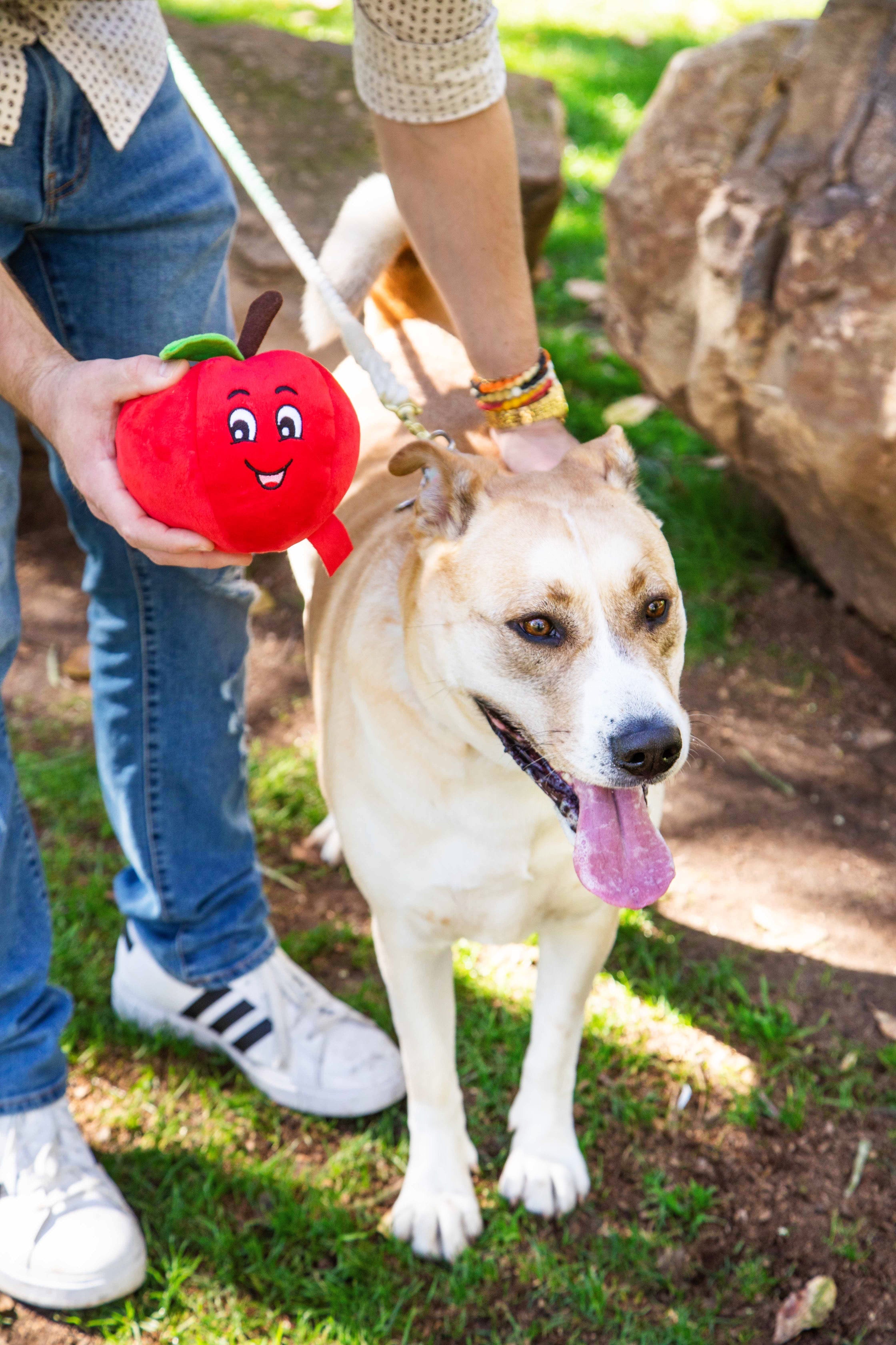 Tomato Plush Dog Toy with Squeaker