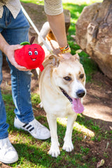 Tomato Plush Dog Toy with Squeaker