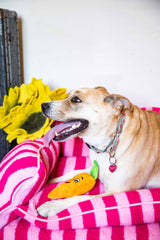 Squeaky Carrot Plush Dog Toy