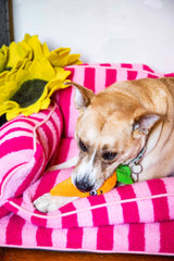 Squeaky Carrot Plush Dog Toy