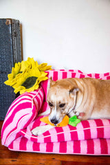 Squeaky Carrot Plush Dog Toy
