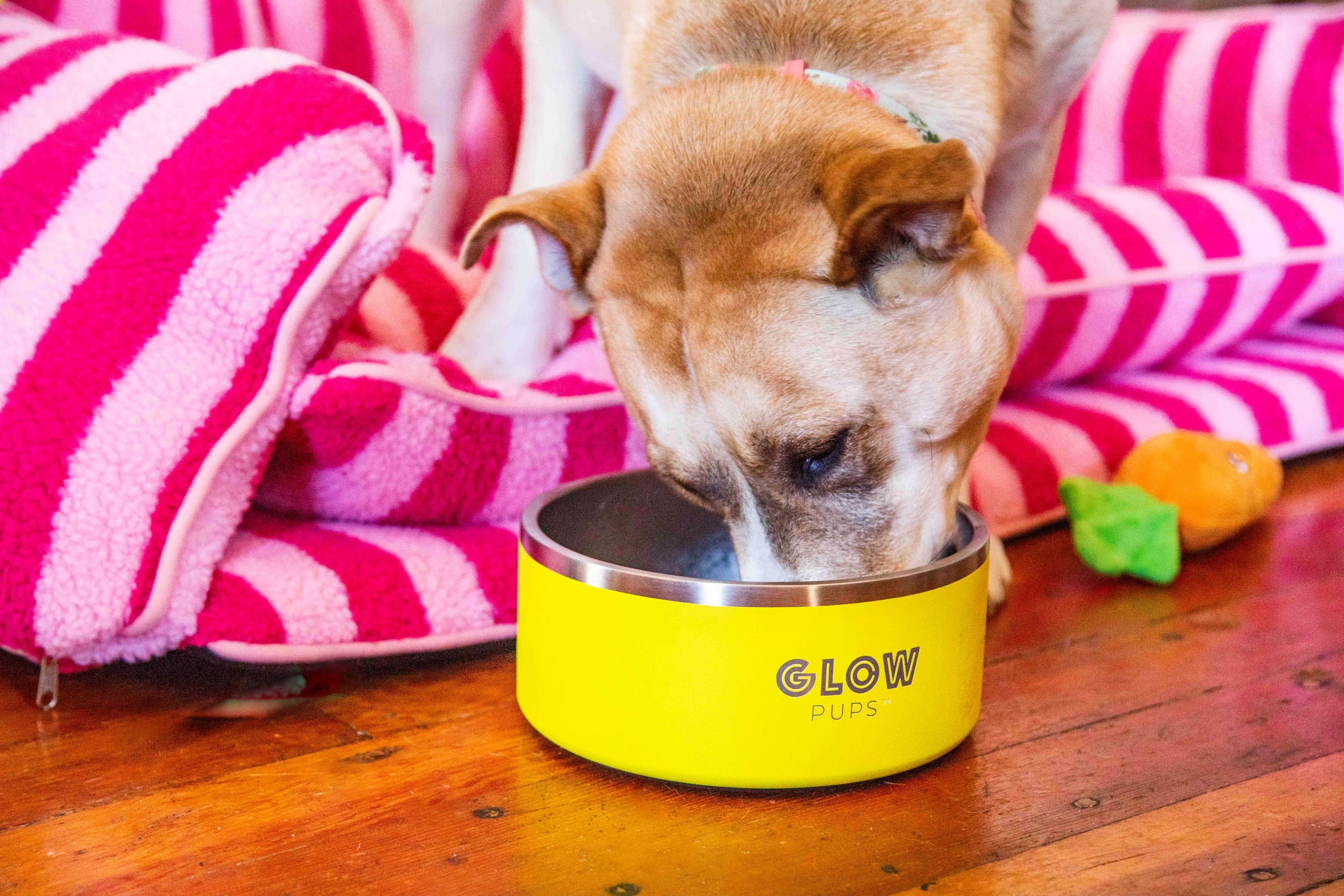 Sunshine Yellow Stainless Steel Dog Bowl