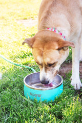Aqua Blue Stainless Steel Dog Bowl