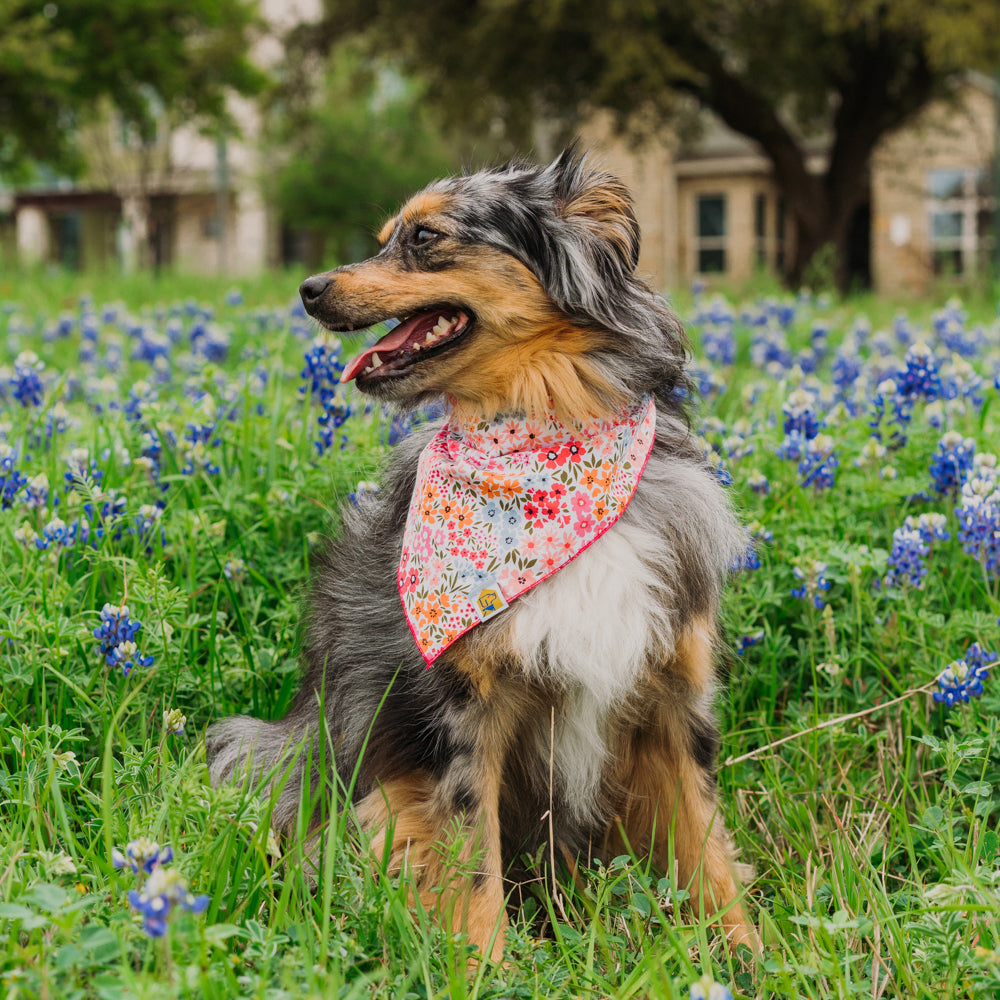 Groovy Fuchsia Florals Dog Bandana