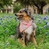 Groovy Fuchsia Florals Dog Bandana
