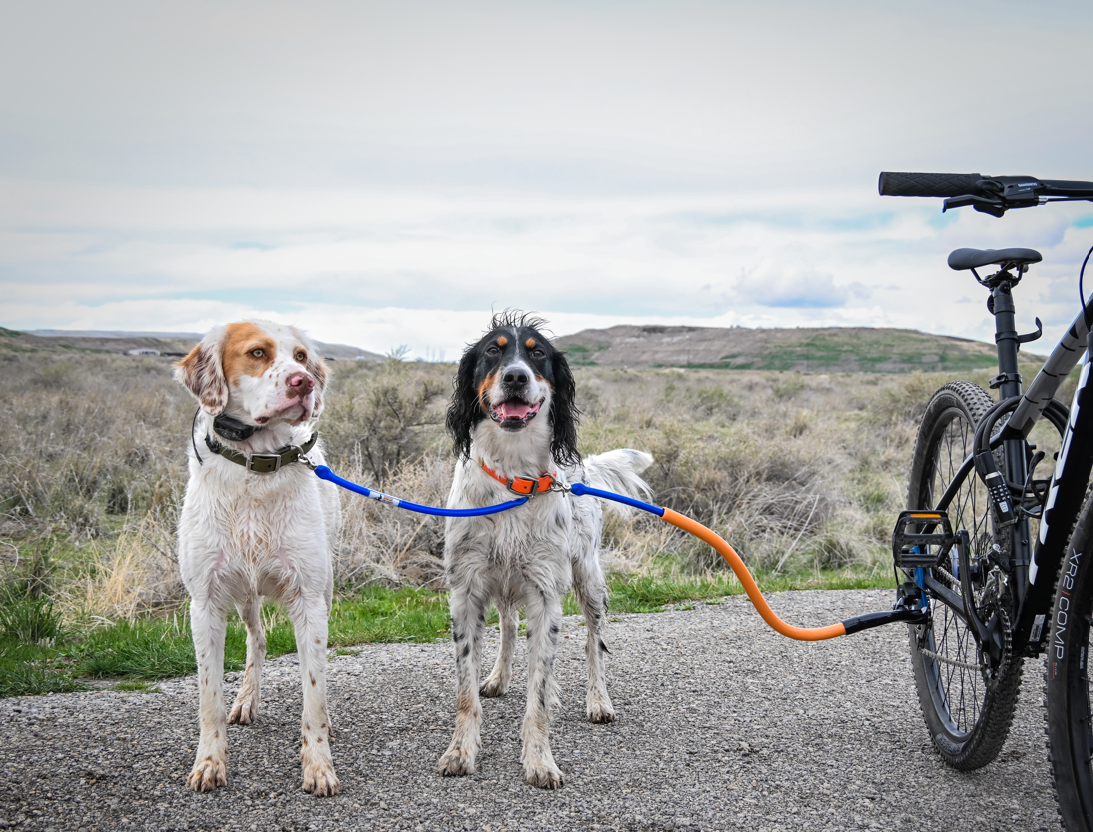 Bike Tow Leash Double Dog Package