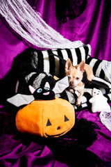 Chic Comfort Black and White Striped Sofa Dog Bed