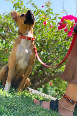 The Taylor Collar - Red Leopard