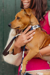 White and Blue Polo Dog Collar