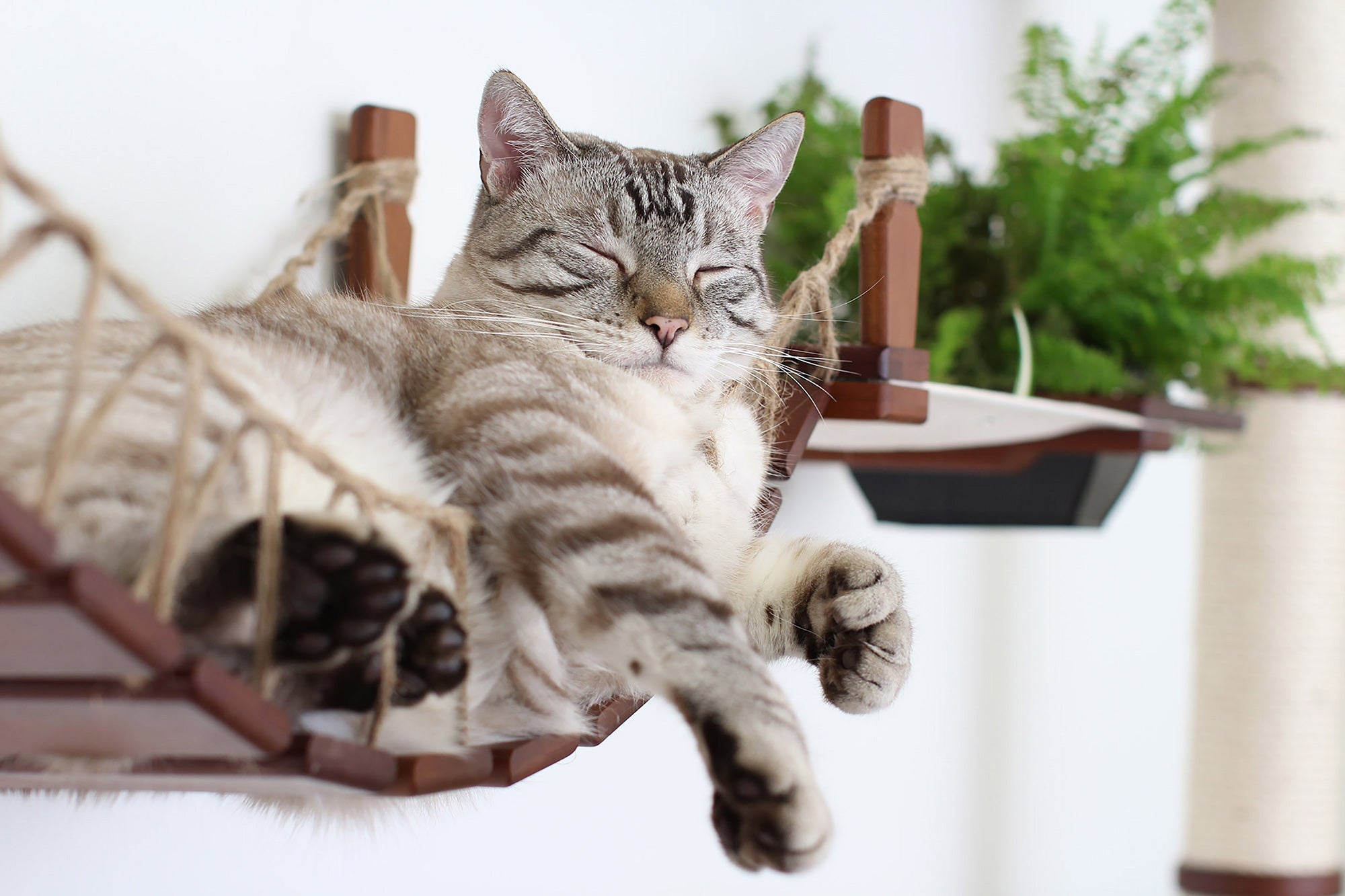 The Juggernaut - Indoor Cat Playground for Wall by Catastrophic Creations