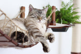 The Juggernaut - Indoor Cat Playground for Wall by Catastrophic Creations