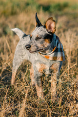 Tobacco Plaid Dog Bandana