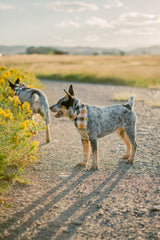 Tobacco Plaid Dog Bandana