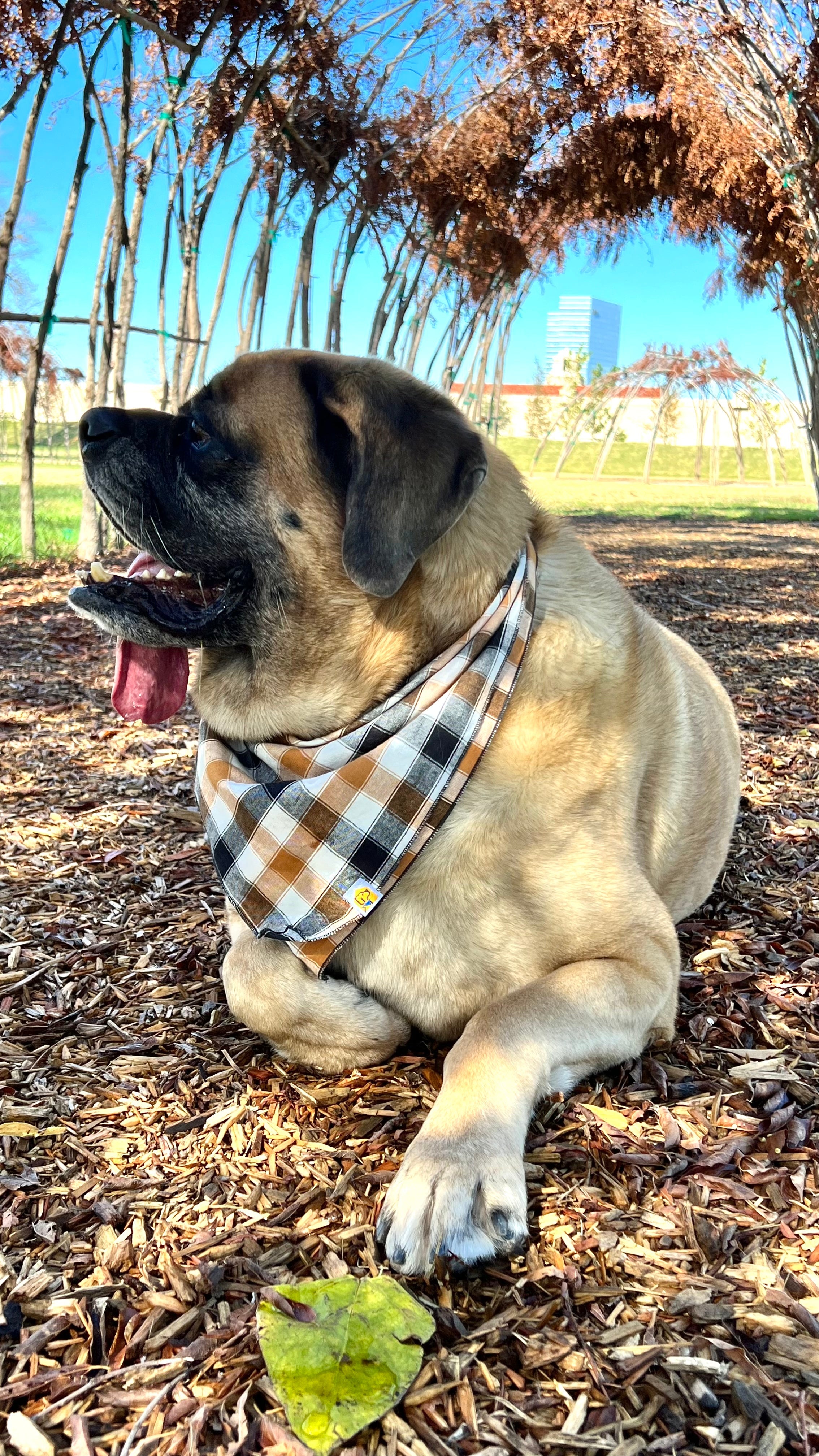 Tobacco Plaid Dog Bandana