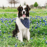 Lavender Fields Forever Dog Bandana