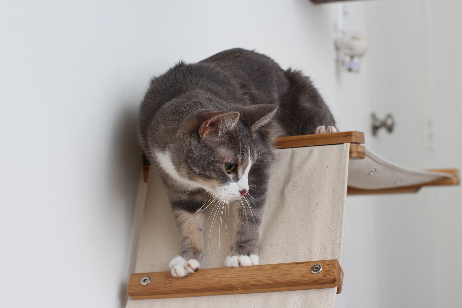 The Lift- Cat Hammock Bed by Catastrophic Creations