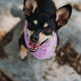 Lovely Lavender Sparks Dog Bandana