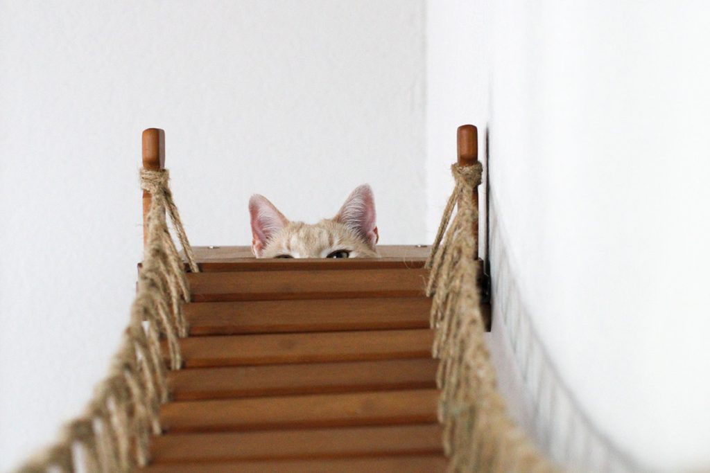 The Expedition - Cat Jungle Gym Wall System by Catastrophic Creations