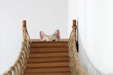 The Expedition - Cat Jungle Gym Wall System by Catastrophic Creations