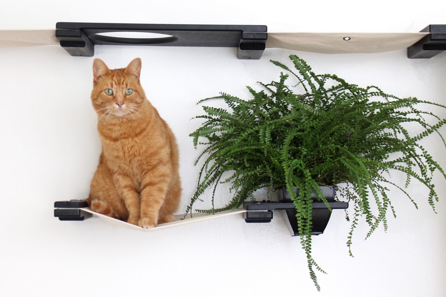 The Gardens - Modern Cat Tree with Plants by Catastrophic Creations