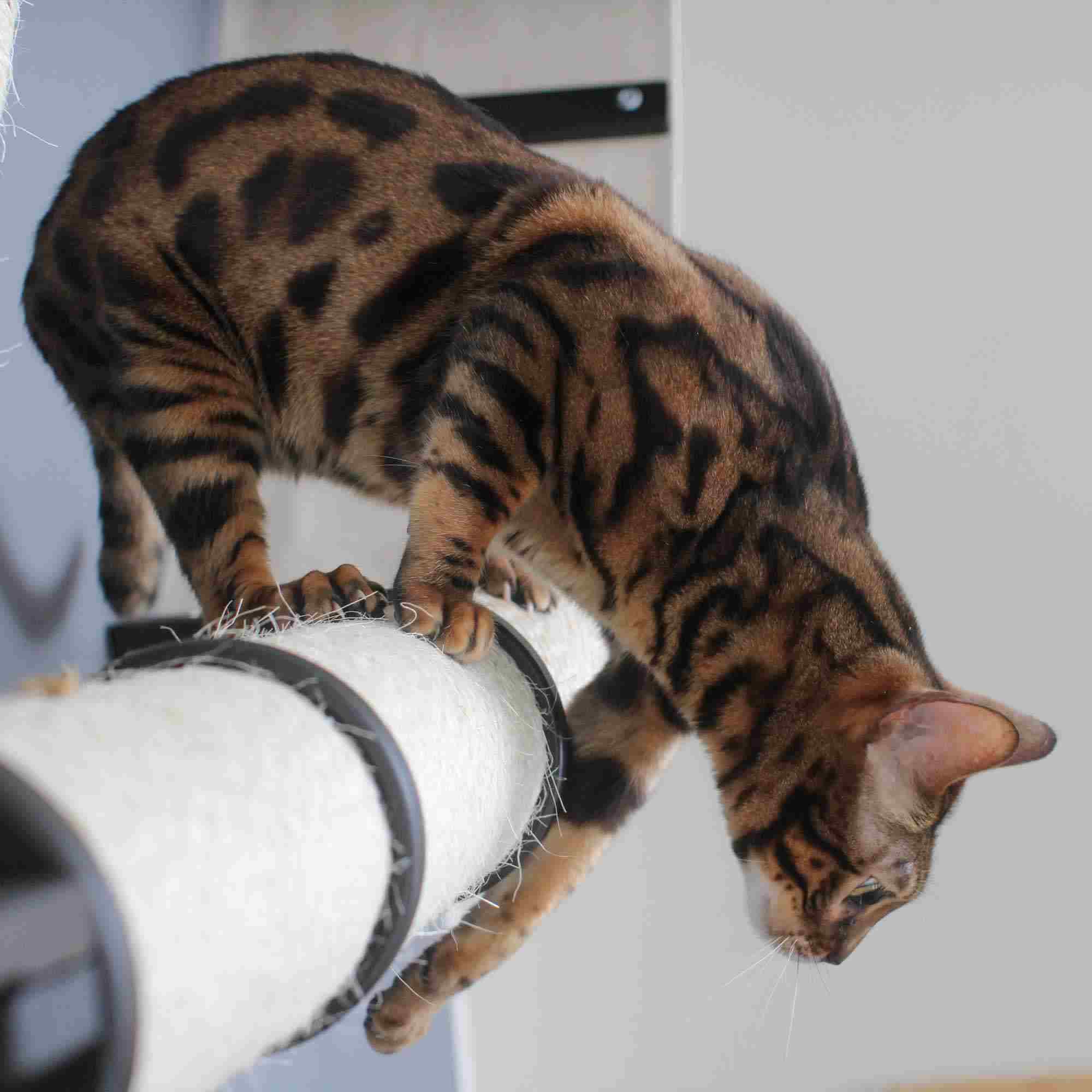 The Plateau - Horizontal Cat Scratcher Bed Set by Catastrophic Creations