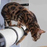 The Plateau - Horizontal Cat Scratcher Bed Set by Catastrophic Creations