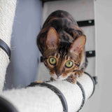 The Plateau - Horizontal Cat Scratcher Bed Set by Catastrophic Creations