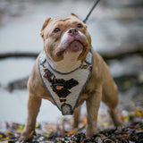 The “Dragon's Eye” Harness LIMITED!
