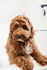 Stay In Place Leash
