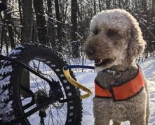 Bike Tow Leash Single Dog Package