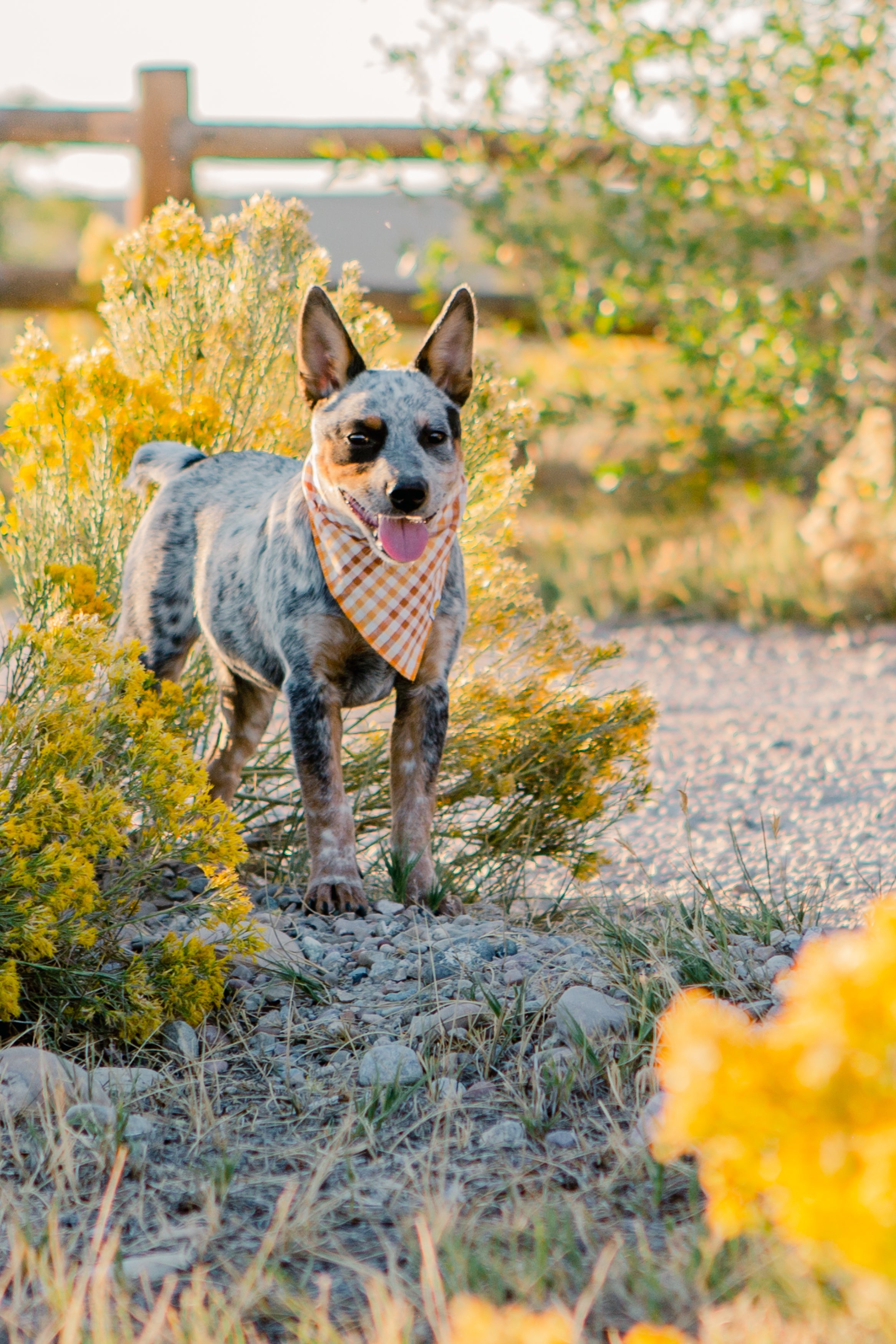 Seasoned Plaid Everyday Bandana