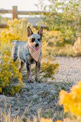 Seasoned Plaid Everyday Bandana