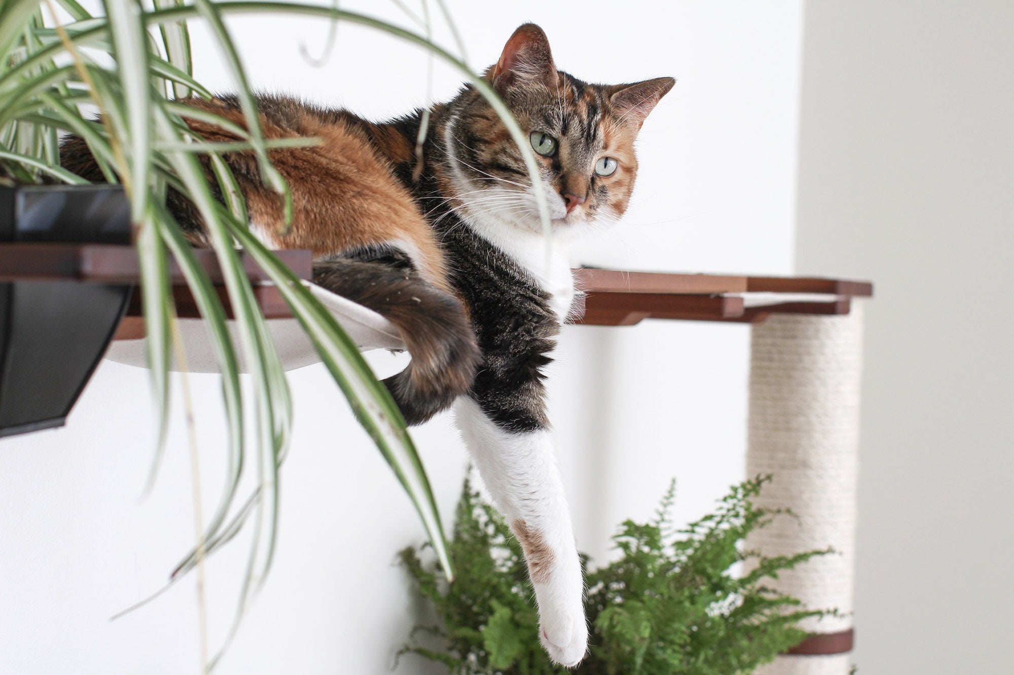 The Juggernaut - Indoor Cat Playground for Wall by Catastrophic Creations