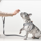 City Dog Leash - Steel