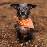 Texas State Dog Bandana x Studio Orch Collaboration